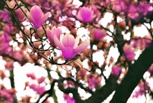 magnolia-tree